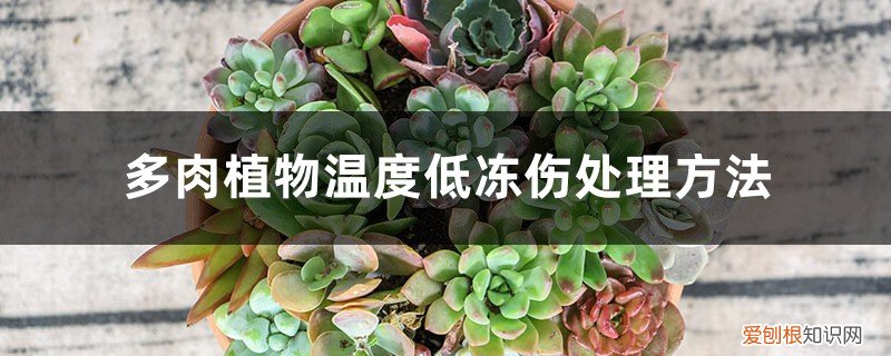 多肉多低温度会冻死 多肉植物温度低冻伤处理方法