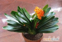 君子兰花怎么养殖方法和注意事项 君子兰的养殖方法和注意事项有哪些？