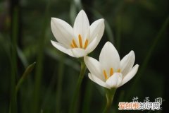 葱兰怎么样 葱兰的养殖方法