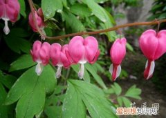 荷包牡丹的养殖方法有哪些视频 荷包牡丹的养殖方法有哪些？