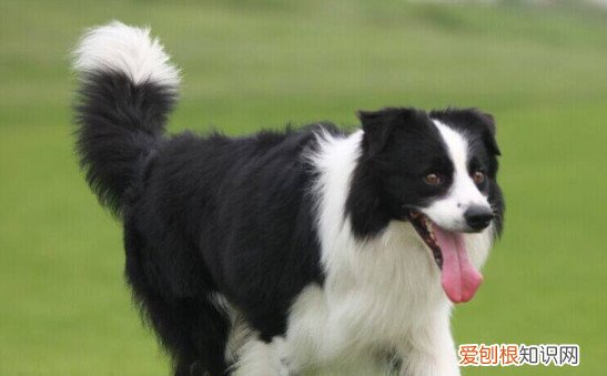 边牧为什么会放羊 边牧会放羊的原因