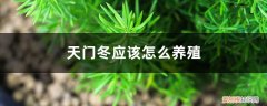 天门冬养殖注意事项 天门冬应该怎么养殖