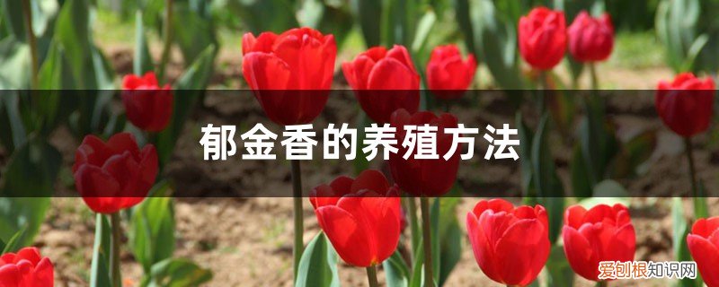 郁金香的养殖方法和注意事项养殖日记 郁金香的养殖方法
