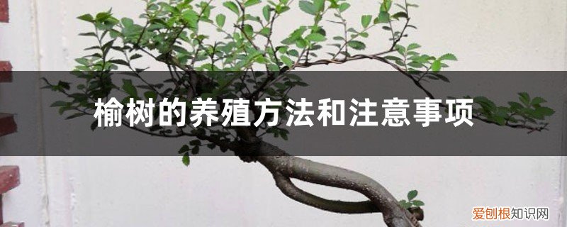 盆景榆树的养殖方法和注意事项 榆树的养殖方法和注意事项