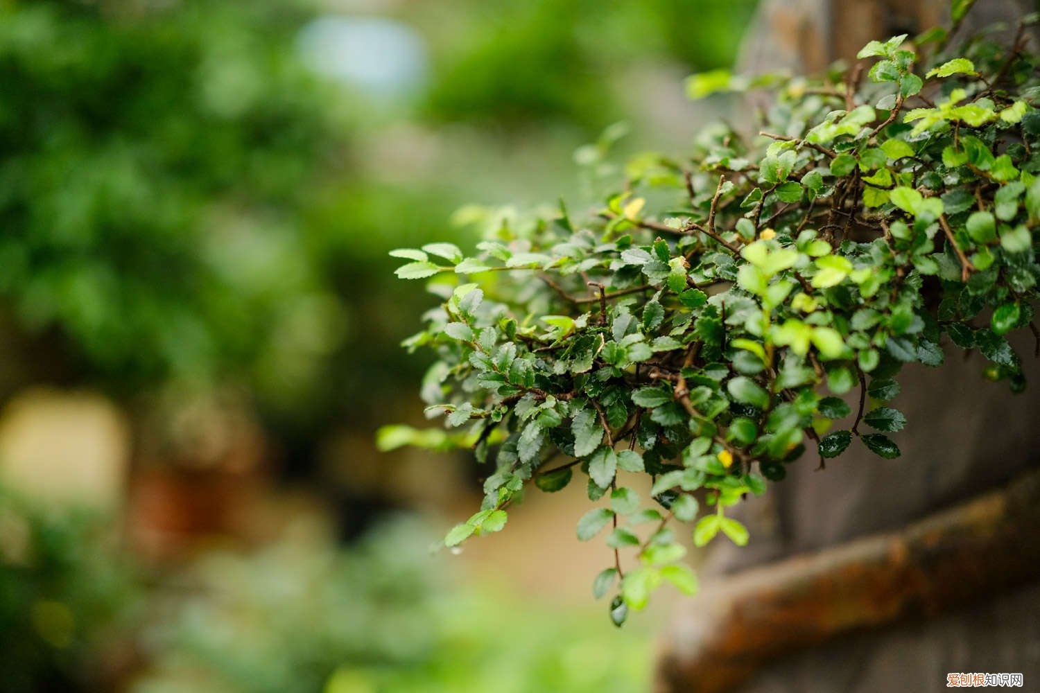 盆景榆树的养殖方法和注意事项 榆树的养殖方法和注意事项