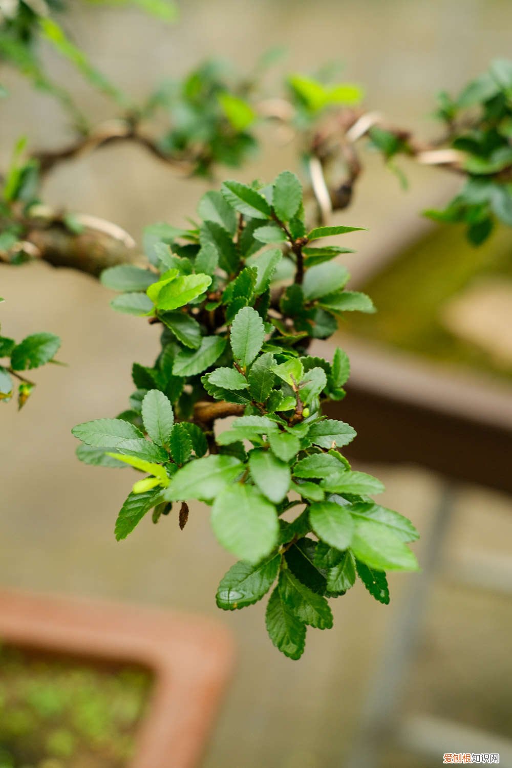 盆景榆树的养殖方法和注意事项 榆树的养殖方法和注意事项