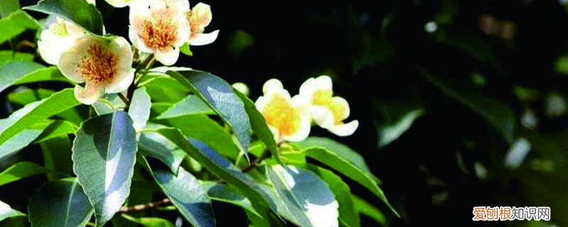 木荷百度百科 木荷怎么养