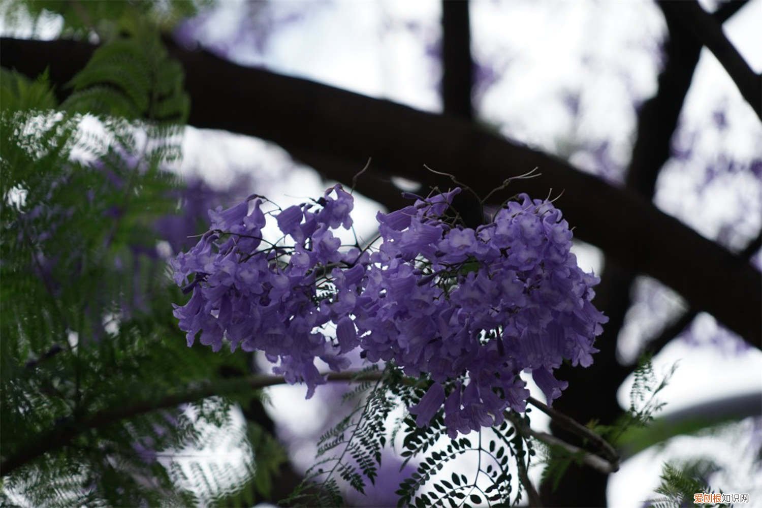 蓝花楹大概什么时候才要花 蓝花楹什么时候开花，怎么修剪最好看
