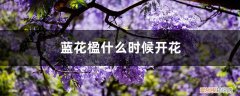 蓝花楹大概什么时候才要花 蓝花楹什么时候开花，怎么修剪最好看