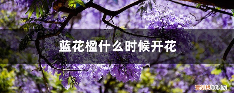 蓝花楹大概什么时候才要花 蓝花楹什么时候开花，怎么修剪最好看