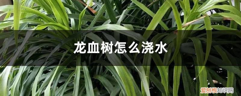 龙血树浇水注意事项 龙血树怎么浇水