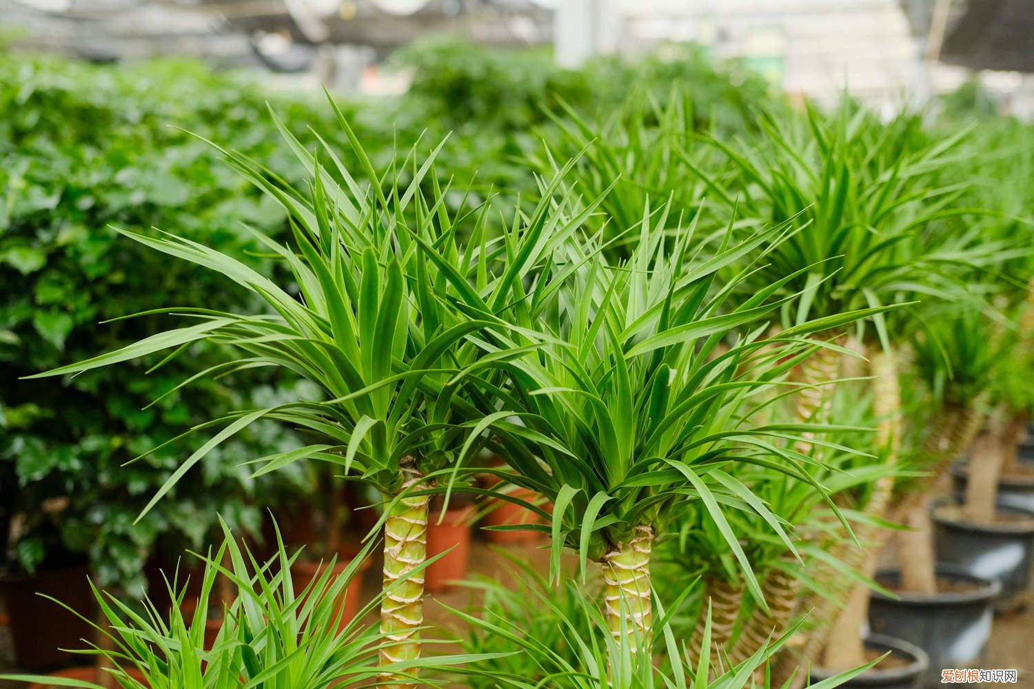 龙血树浇水注意事项 龙血树怎么浇水