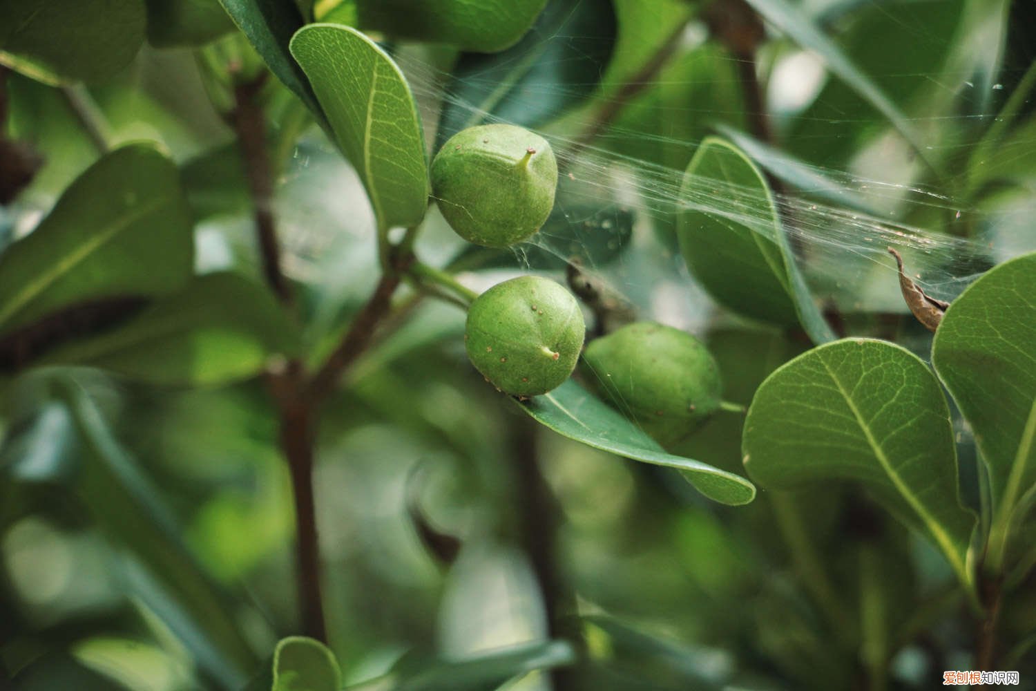 海桐种植技术 海桐怎么养殖