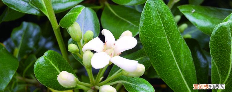 海桐种植技术 海桐怎么养殖