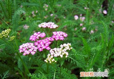 占卜用的蓍草究竟是什么草 蓍草的介绍