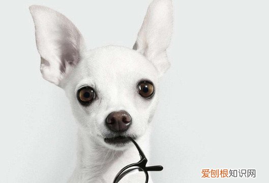 吉娃娃几个月算成犬 吉娃娃12个月算成犬