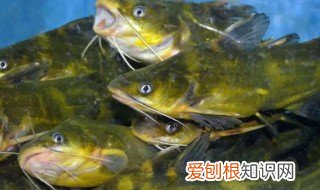 昂刺鱼不能吃的人 昂刺鱼不适合什么人吃