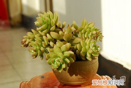 多肉植物黄丽的养殖方法和注意事项视频 多肉植物黄丽的养殖方法和注意事项