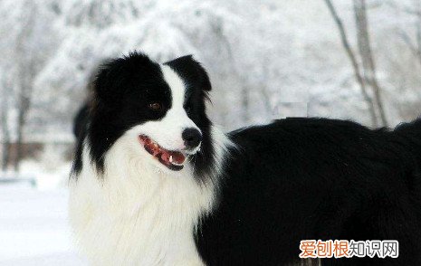 为什么边牧不听话 边牧不听话的原因