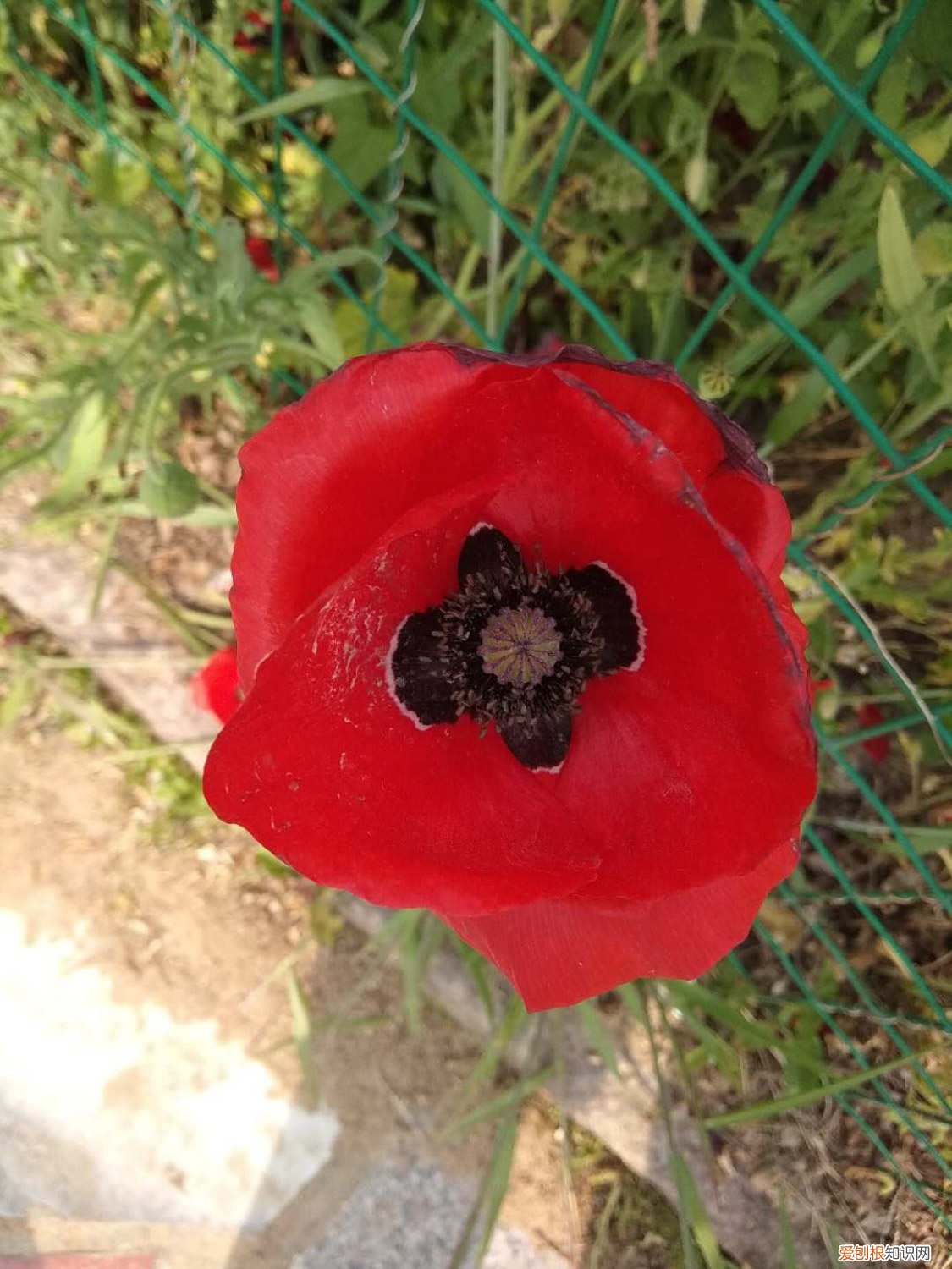 虞美人多久浇水 虞美人怎么浇水