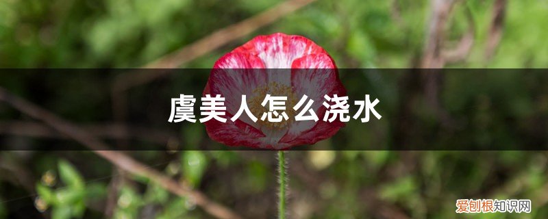 虞美人多久浇水 虞美人怎么浇水