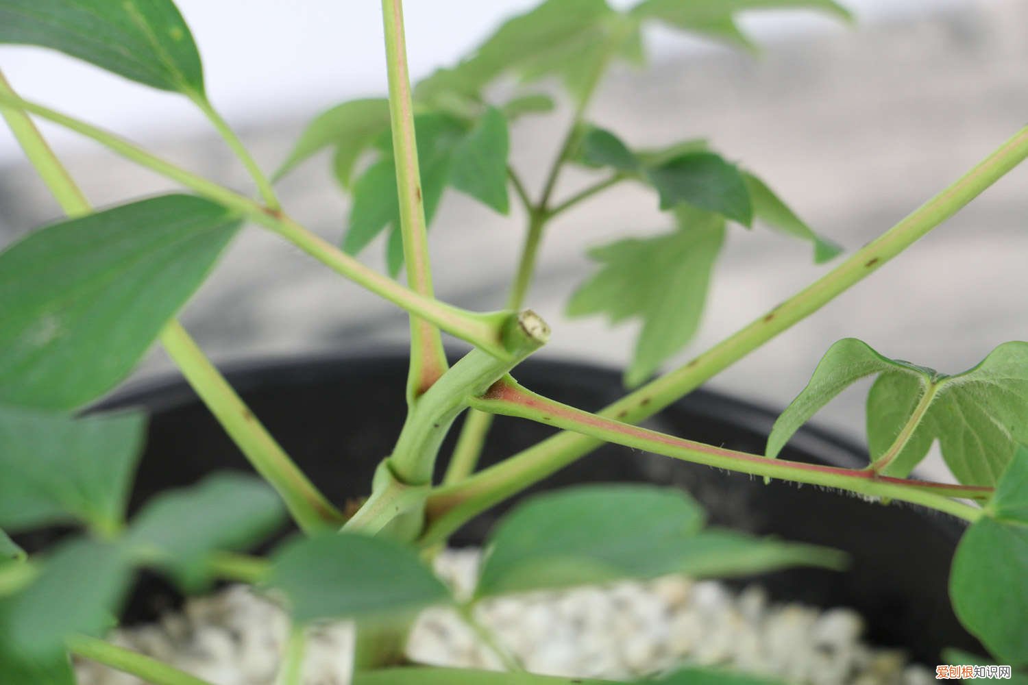 野牡丹的养殖方法是什么样的 野牡丹的养殖方法是什么