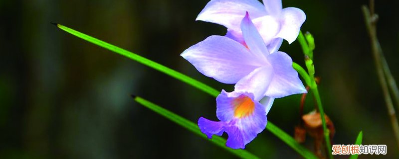 兰竹种植方法 竹叶兰盆栽怎么养