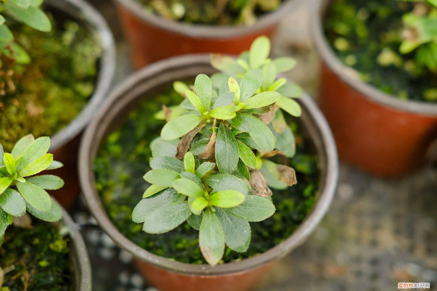 红杜鹃好养不好养 迎红杜鹃怎么养