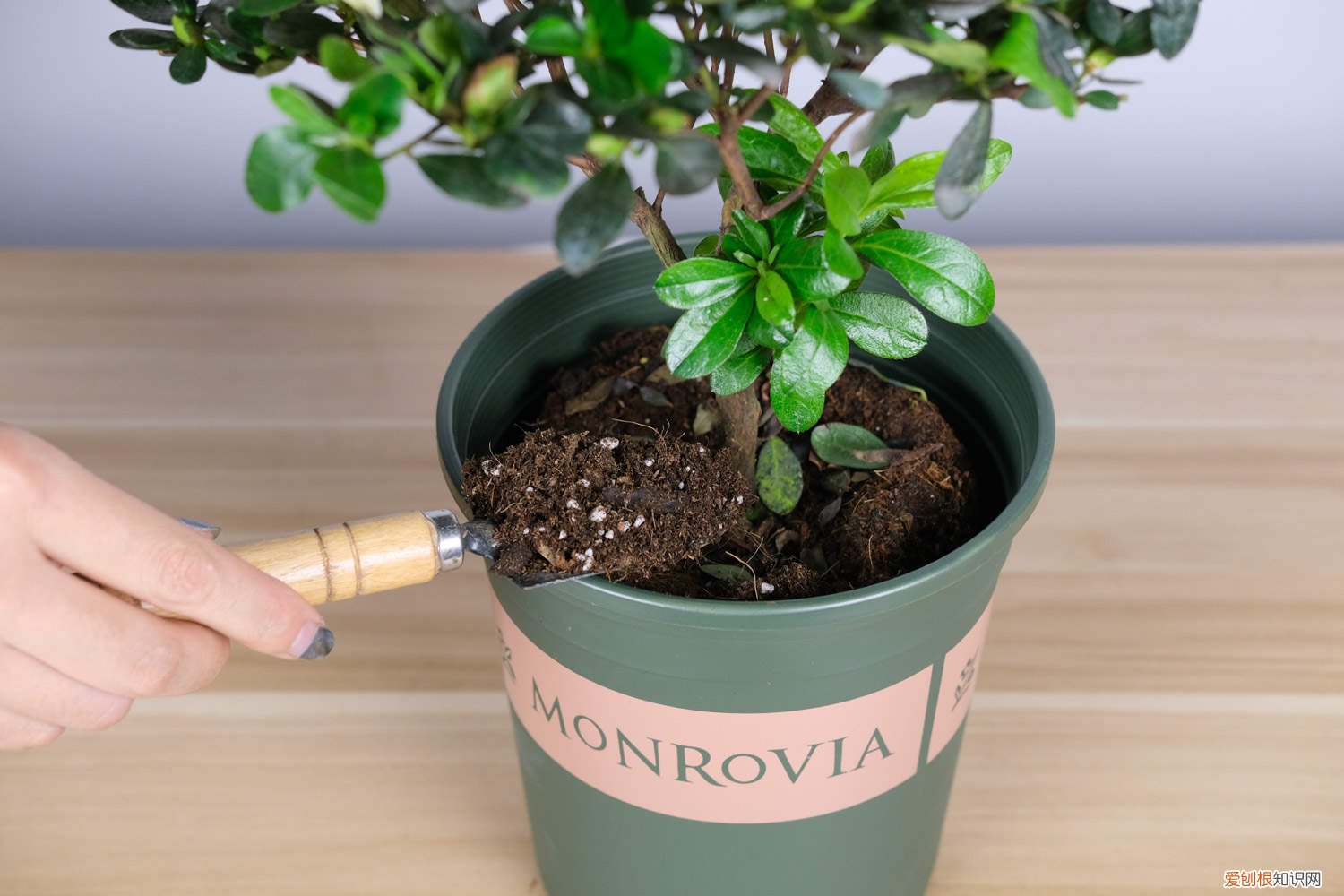 红杜鹃好养不好养 迎红杜鹃怎么养