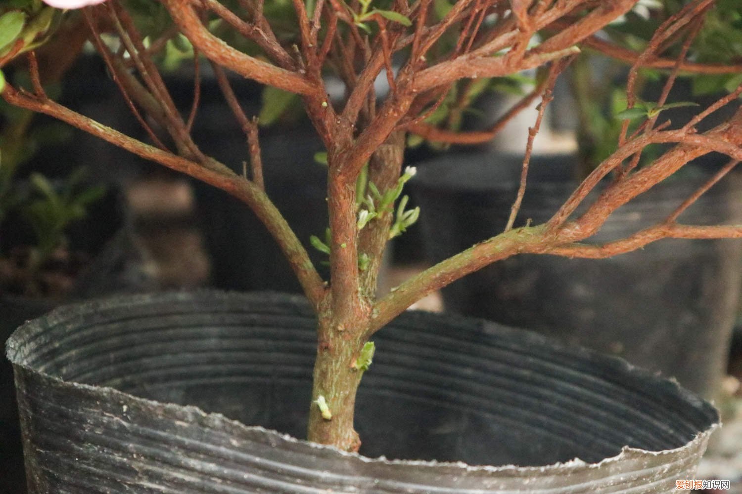 红杜鹃好养不好养 迎红杜鹃怎么养