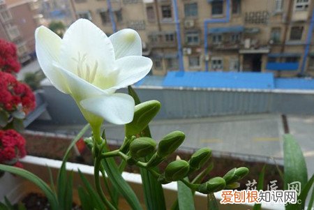 香雪兰休眠期后什么时候开始浇水 香雪兰夏季休眠要怎么办