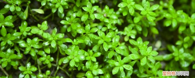狗牙草养殖方法是什么 狗牙草养殖方法是什么