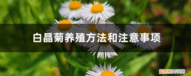 白晶菊养殖方法和注意事项视频 白晶菊养殖方法和注意事项