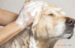 幼犬洗澡需要注意什么 幼犬洗澡需要注意的事项