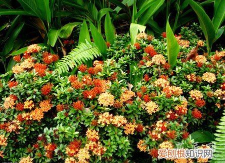 红仙丹的养殖方法和注意事项 仙丹花的养殖方法