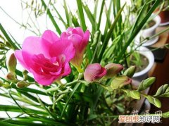 香雪兰的栽培方法 香雪兰的栽培技术