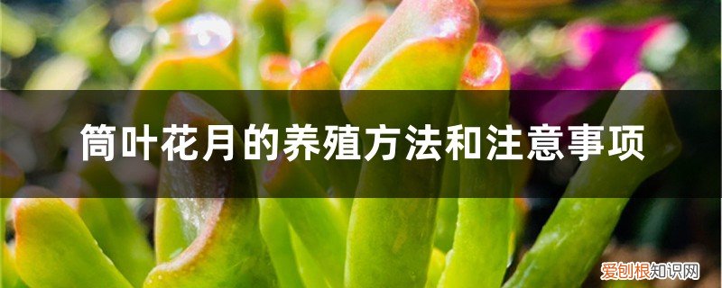 筒叶花月的养殖方法和注意事项