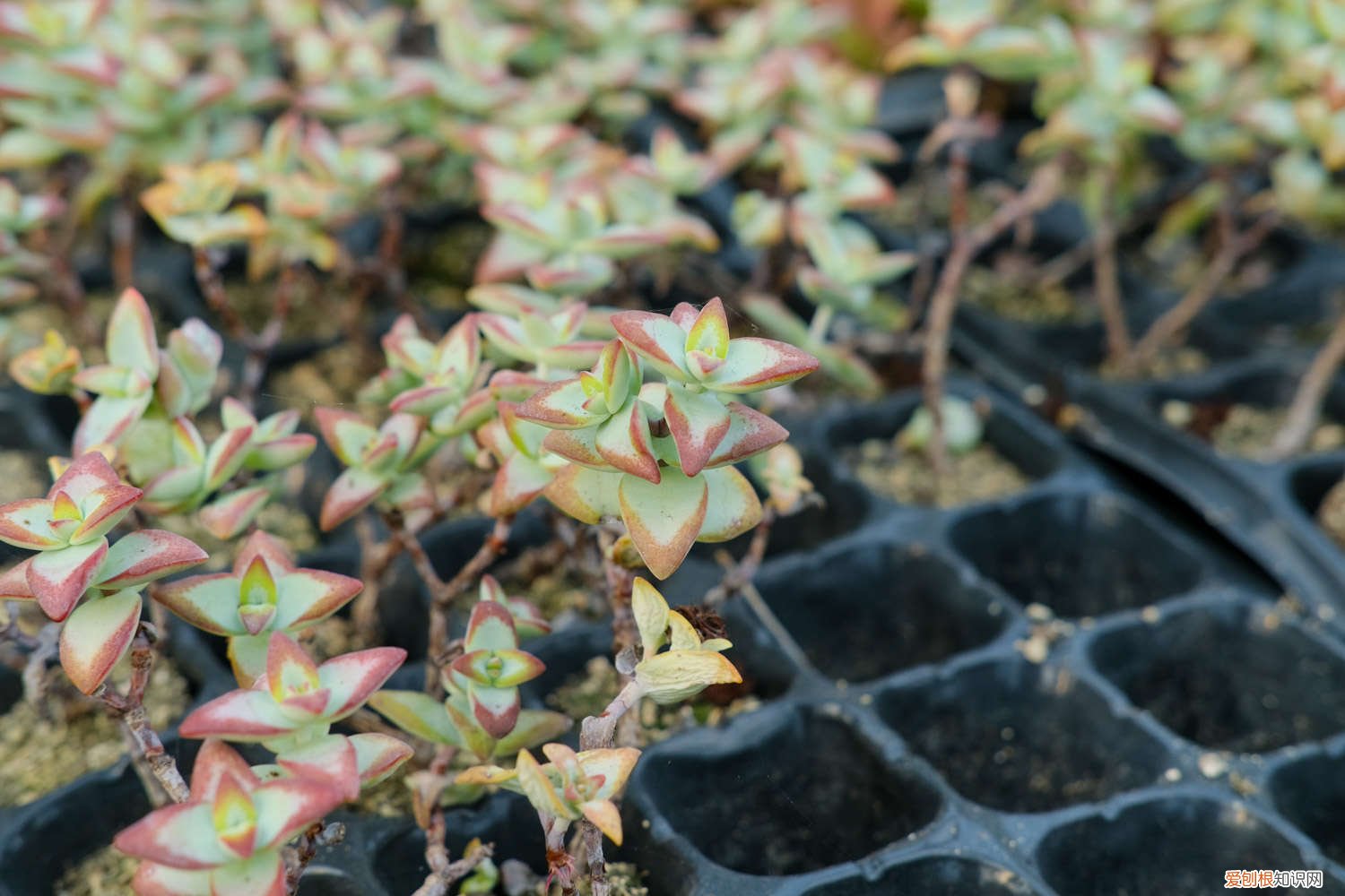 小米星的养殖方法和注意事项 小米星冬季怎么养