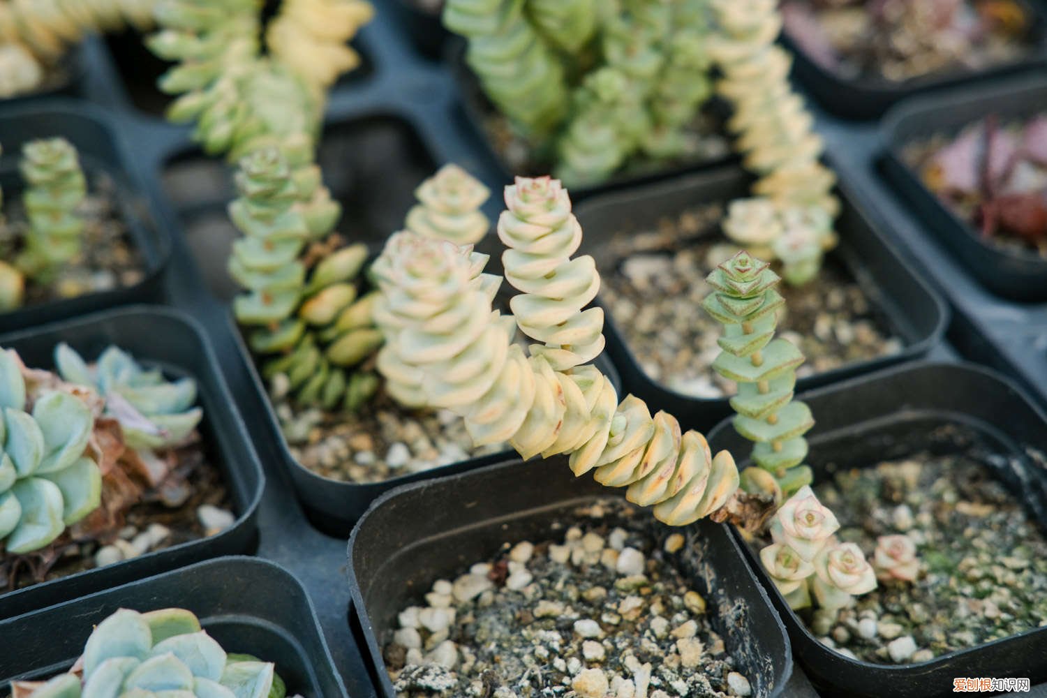 小米星的养殖方法和注意事项 小米星冬季怎么养