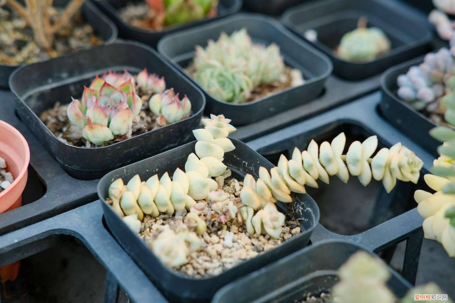 小米星的养殖方法和注意事项 小米星冬季怎么养