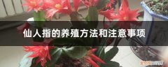 仙人指的养殖方法和注意事项大全 仙人指的养殖方法和注意事项