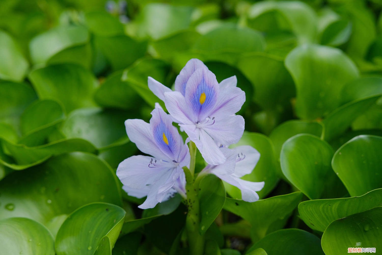 水葫芦怎么养才能更旺盛 水葫芦怎么养