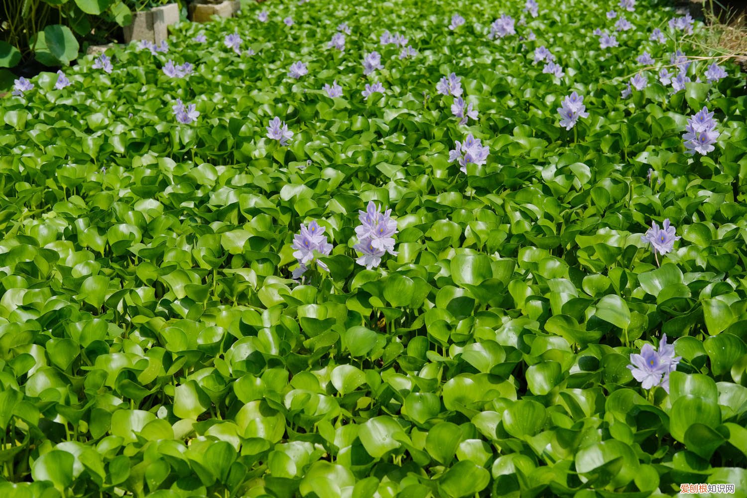 水葫芦怎么养才能更旺盛 水葫芦怎么养