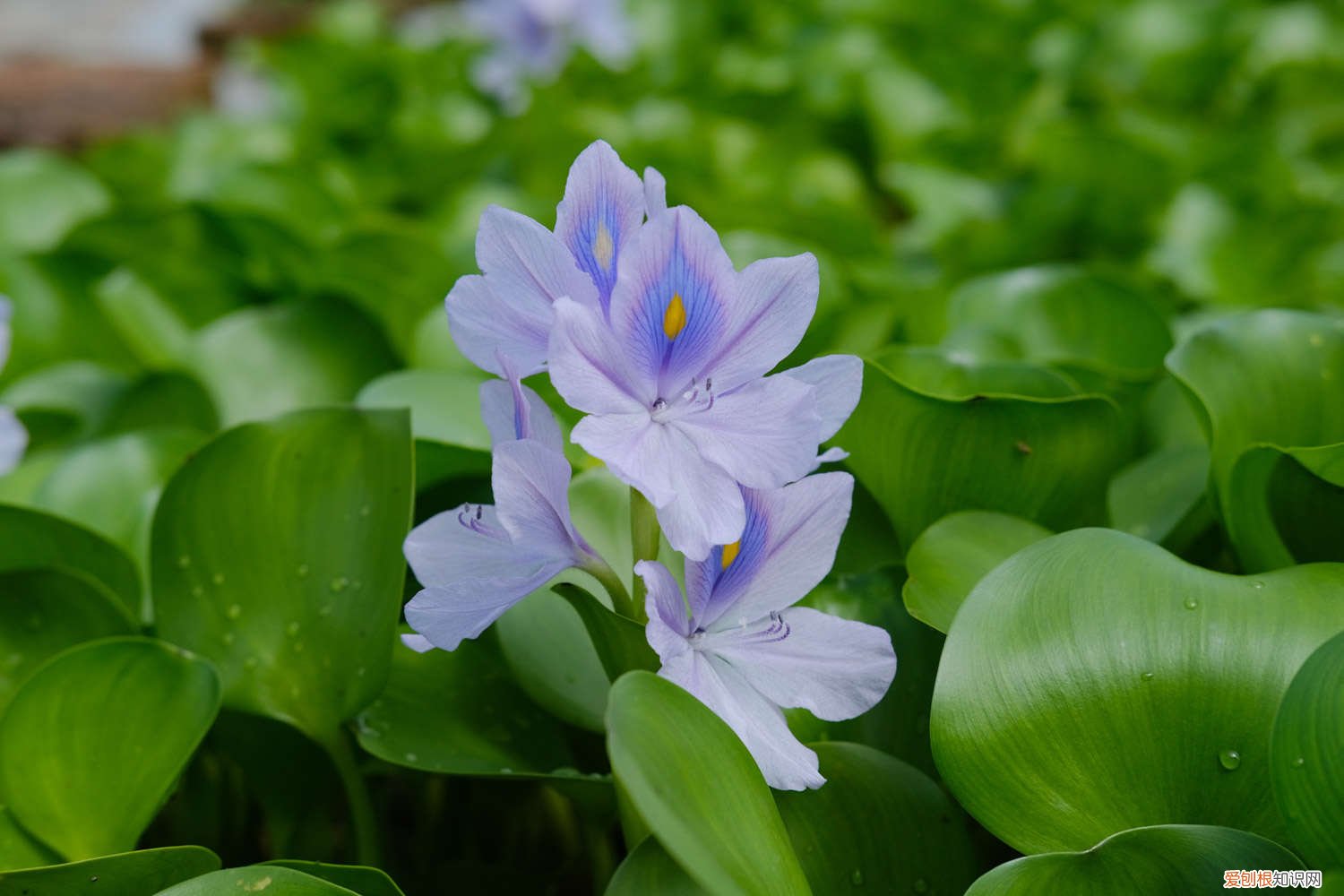 水葫芦怎么养才能更旺盛 水葫芦怎么养