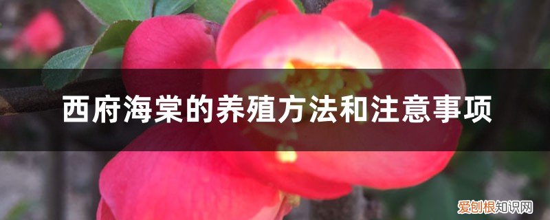西府海棠养殖方法和注意事项四季 西府海棠的养殖方法和注意事项