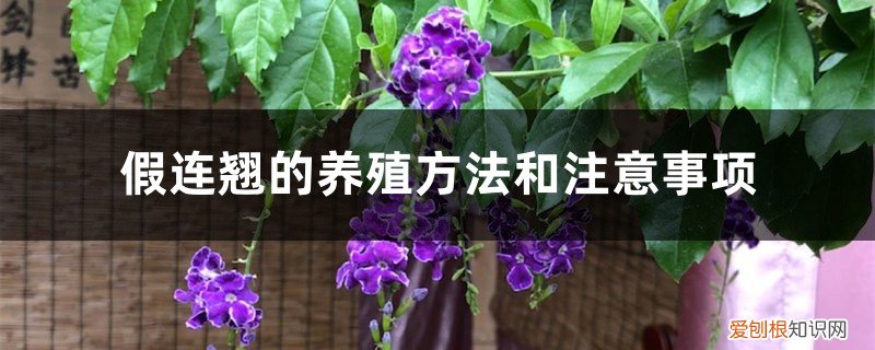 假连翘的养殖方法和注意事项有哪些 假连翘的养殖方法和注意事项