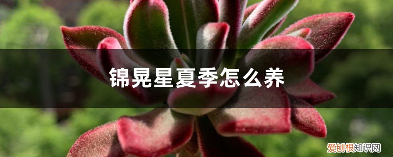 夏天锦晃星的养殖方法和注意事项 锦晃星夏季怎么养