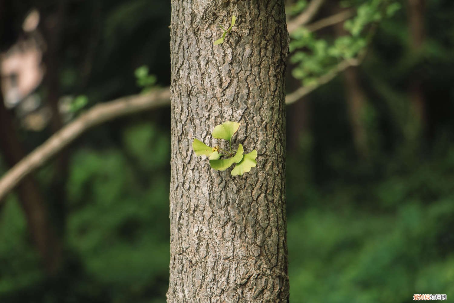 银杏树盆景怎么养 盆栽银杏树怎么养