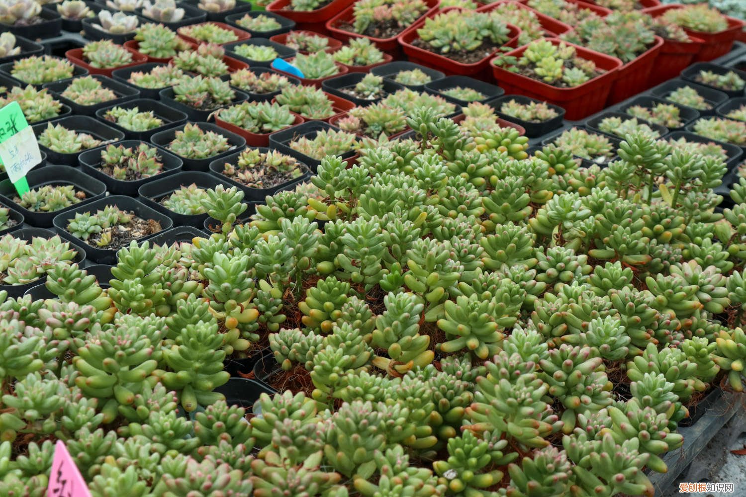 虹之玉夏天可以浇水吗 虹之玉夏天怎么养