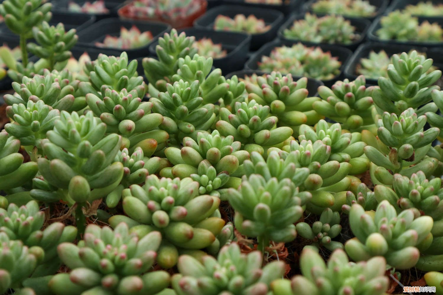 虹之玉夏天可以浇水吗 虹之玉夏天怎么养